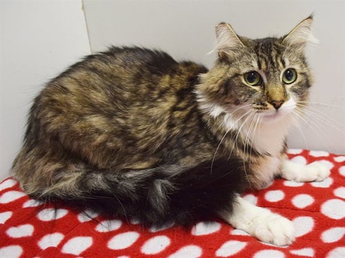 *RAINA - Domestic Long Hair available for adoption