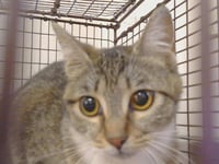*PENELOPE (GARDEN CAT) - Photo 1