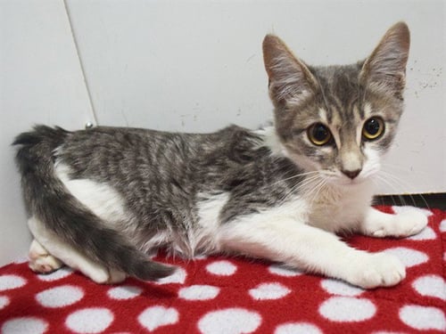 *AFONSO - Domestic Short Hair available for adoption
