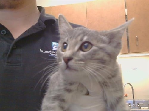 A924944 - Domestic Short Hair available for adoption