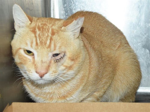 *CAPTAIN (BARN CAT) - Domestic Short Hair available for adoption