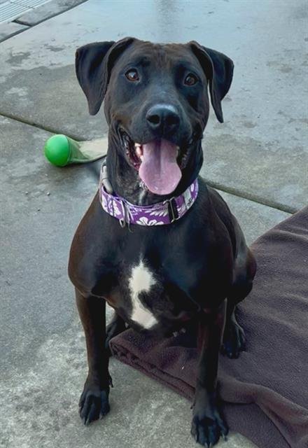 SOSA - Labrador Retriever / Pit Bull Terrier available for adoption