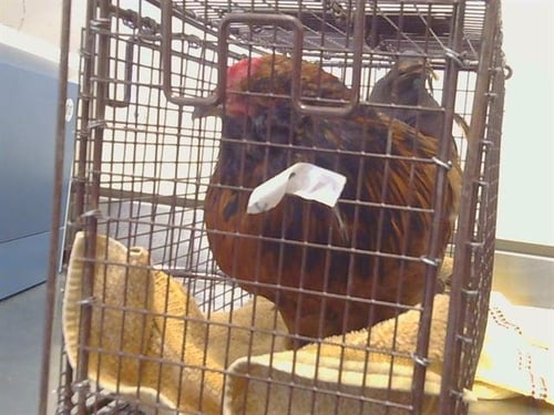 *BASIL - Chicken available for adoption
