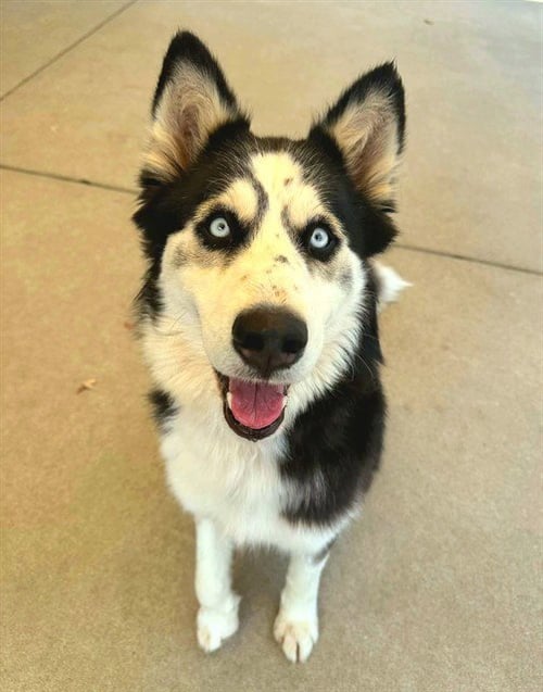 *BRIANNA - Siberian Husky / German Shepherd Dog available for adoption