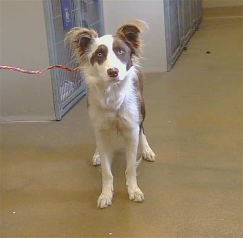 A927387 - Border Collie available for adoption