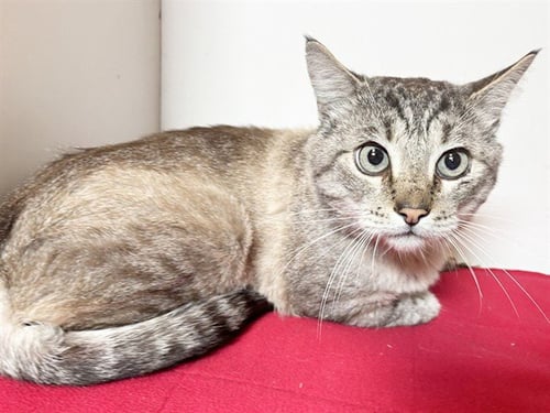 *KENJI - Siamese available for adoption