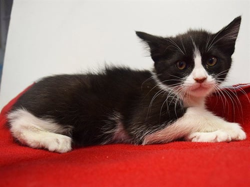 *SAMANTHA - Domestic Short Hair for adoption in Elk Grove