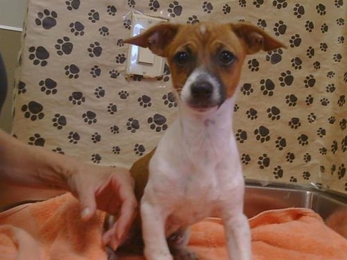 A927645 - Chihuahua available for adoption