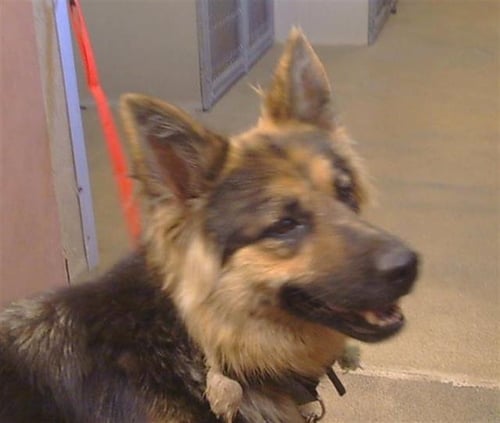 *OLIVIA RODRIGO - German Shepherd Dog available for adoption