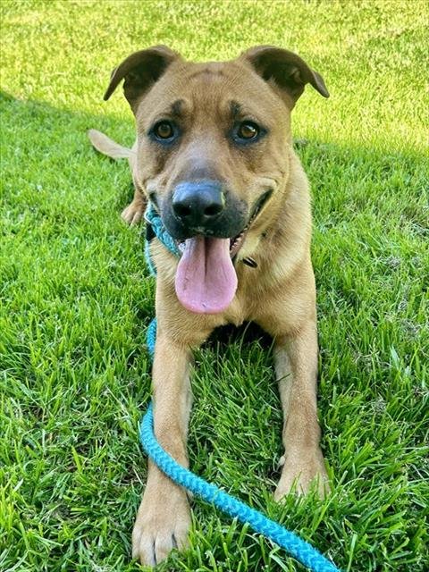 *ACORN - Black Mouth Cur available for adoption