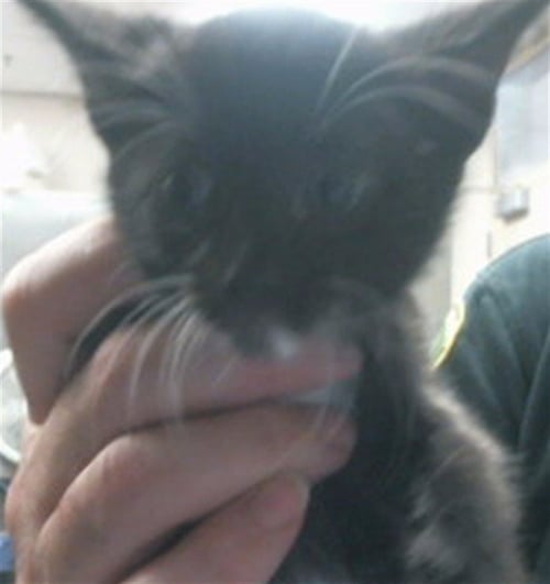 BLACK.WHITE - Domestic Short Hair available for adoption