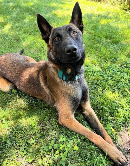 *FLYNN RYDER - Belgian Shepherd Malinois available for adoption