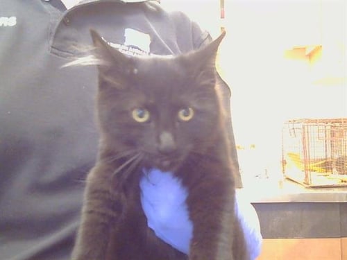 A927934 - Maine Coon available for adoption