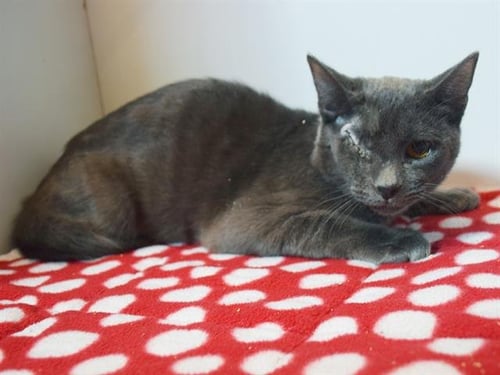 *ARGUS - Domestic Short Hair available for adoption