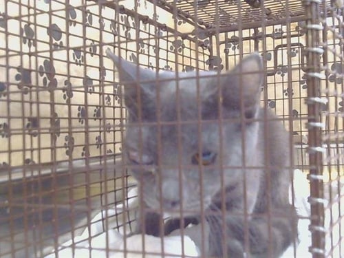 A926601 - Domestic Short Hair available for adoption