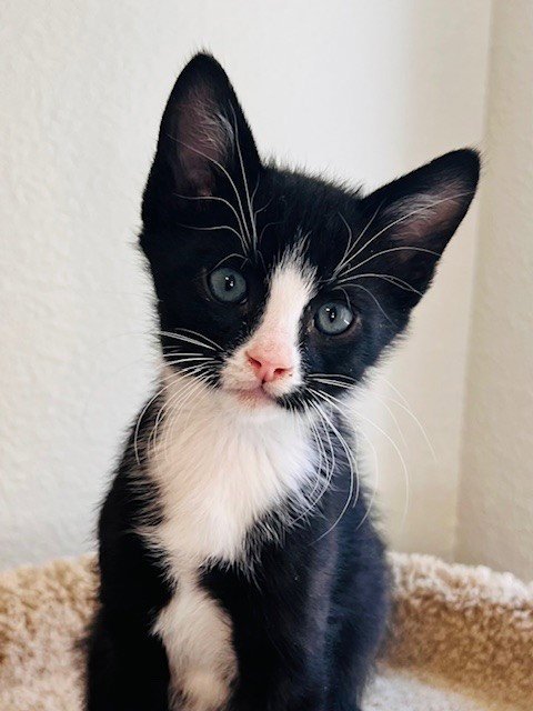 KIRK - Domestic Short Hair available for adoption