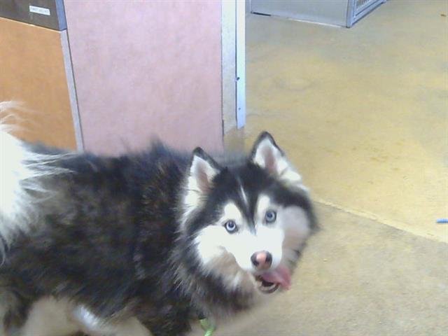 CUDI - Alaskan Klee Kai available for adoption