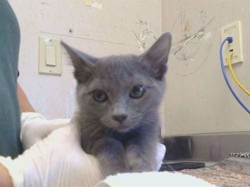 *LILAC - Domestic Short Hair available for adoption