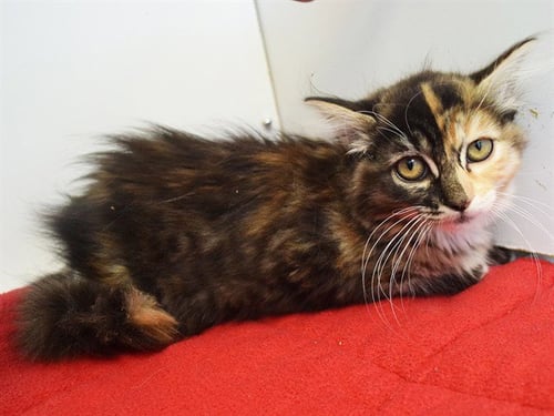 *MOANA - Domestic Medium Hair available for adoption