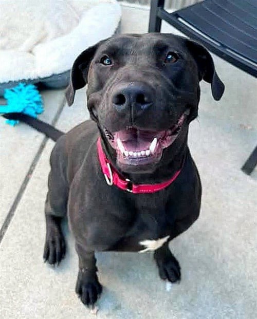*ROSALINA - Labrador Retriever / Pit Bull Terrier available for adoption