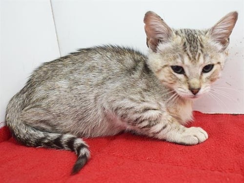 *ARGUS - Domestic Short Hair available for adoption