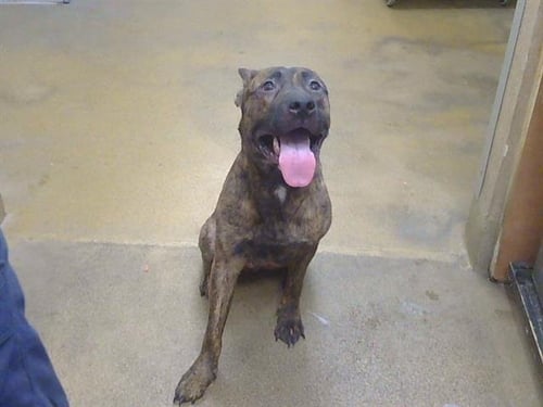 *SELMA - Pit Bull Terrier available for adoption