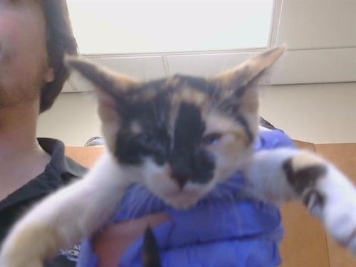 A929062 - Domestic Short Hair available for adoption