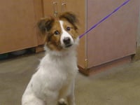 *BRODY - Photo 1