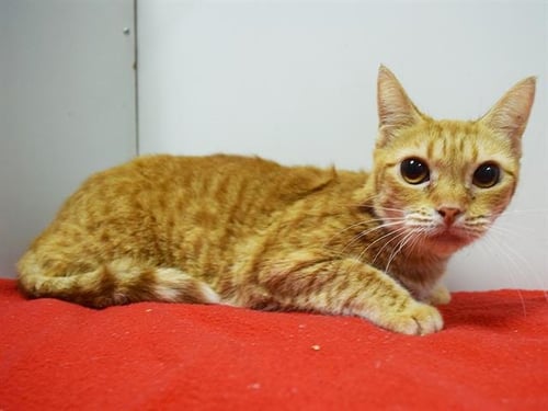 *LEA MARIE - Domestic Short Hair available for adoption