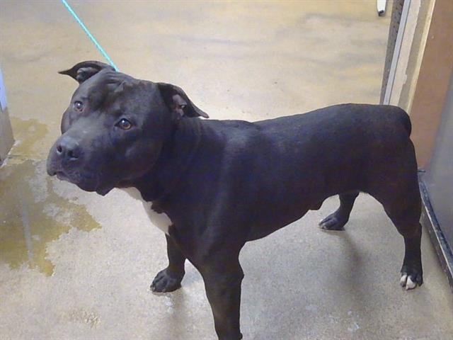 A911450 - Pit Bull Terrier available for adoption