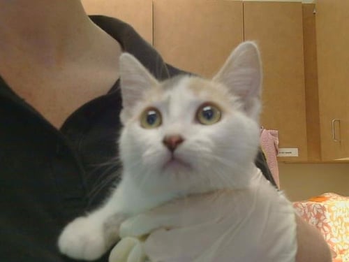 A924786 - Domestic Short Hair available for adoption