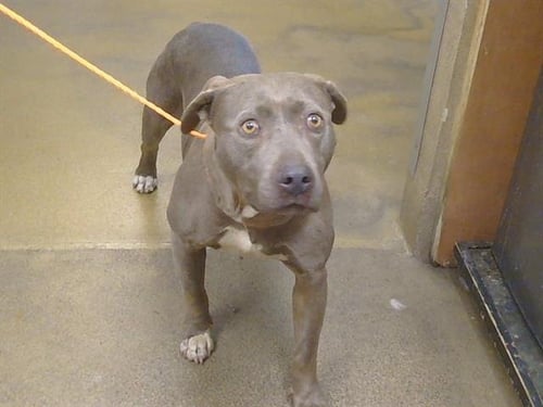 *VIOLET - Pit Bull Terrier for adoption in Roseville
