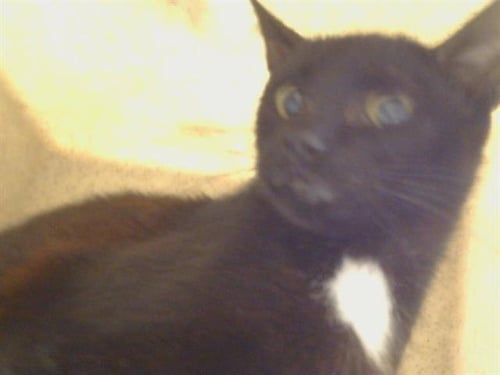 *MAGGIE - Domestic Short Hair available for adoption