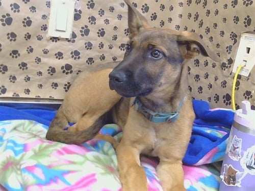 A926976 - German Shepherd Dog available for adoption