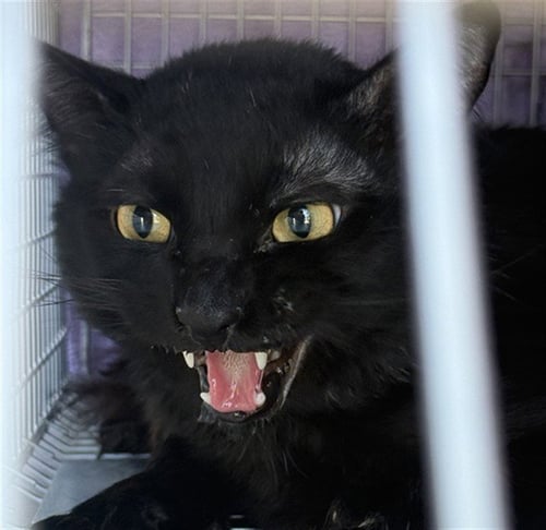 A924348 - Domestic Long Hair available for adoption