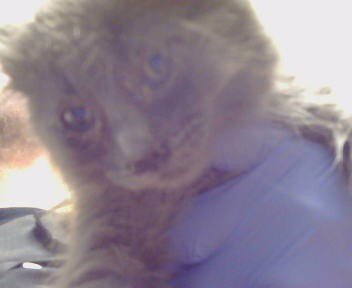 *MIKIE - Domestic Medium Hair available for adoption