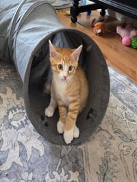 HOBBES - Photo 1