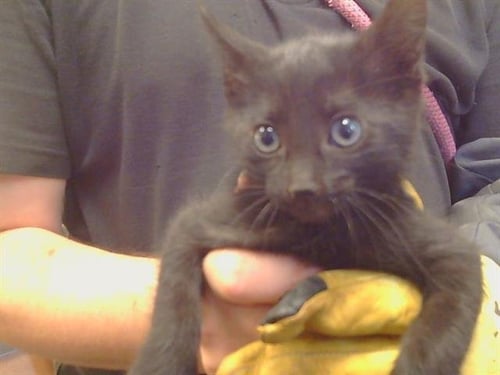 A927240 - Domestic Short Hair available for adoption