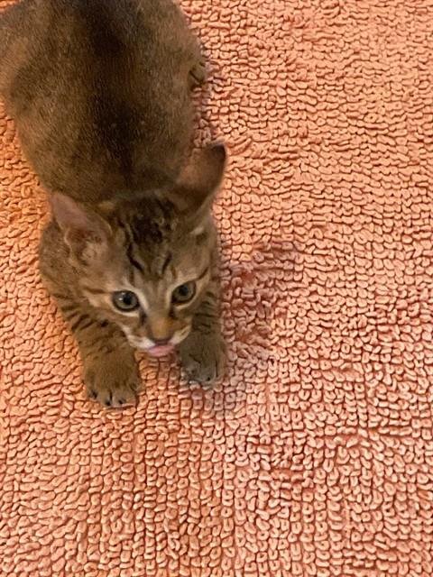 ANNA - Domestic Short Hair available for adoption