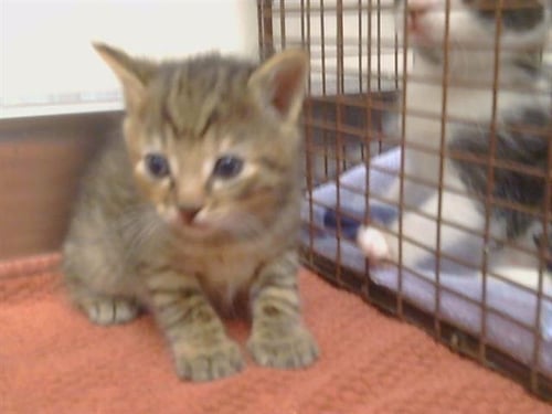 ANNA - Domestic Short Hair available for adoption