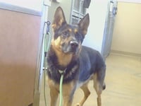 *SILAS - Photo 1