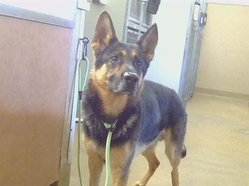 *SILAS - German Shepherd Dog for adoption in Roseville