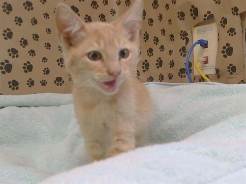 A925602 - Domestic Short Hair available for adoption