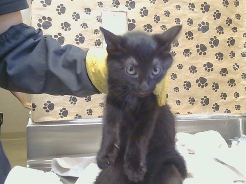A928484 - Domestic Short Hair available for adoption