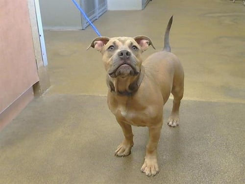A924223 - Pit Bull Terrier available for adoption