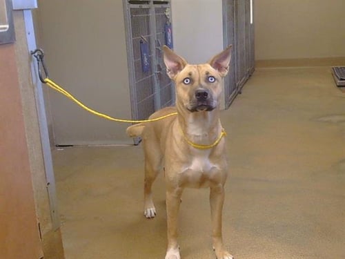 A928231 - Pit Bull Terrier / Siberian Husky available for adoption