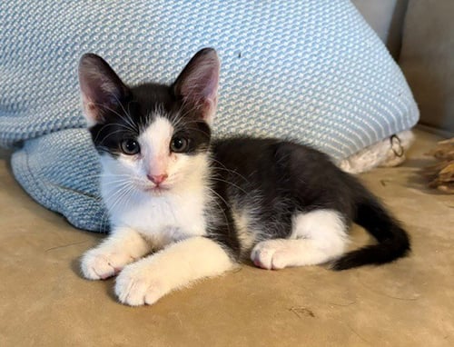 BEAN - Domestic Short Hair available for adoption