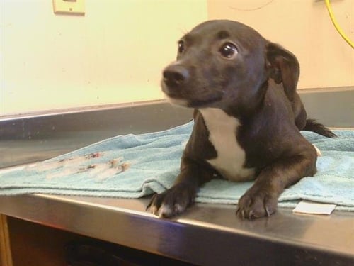 A930040 - Rat Terrier available for adoption