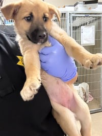 A928830 - Photo 1