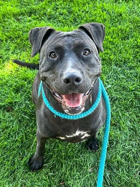 SASSICE - Pit Bull Terrier available for adoption